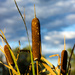cattails by aecasey