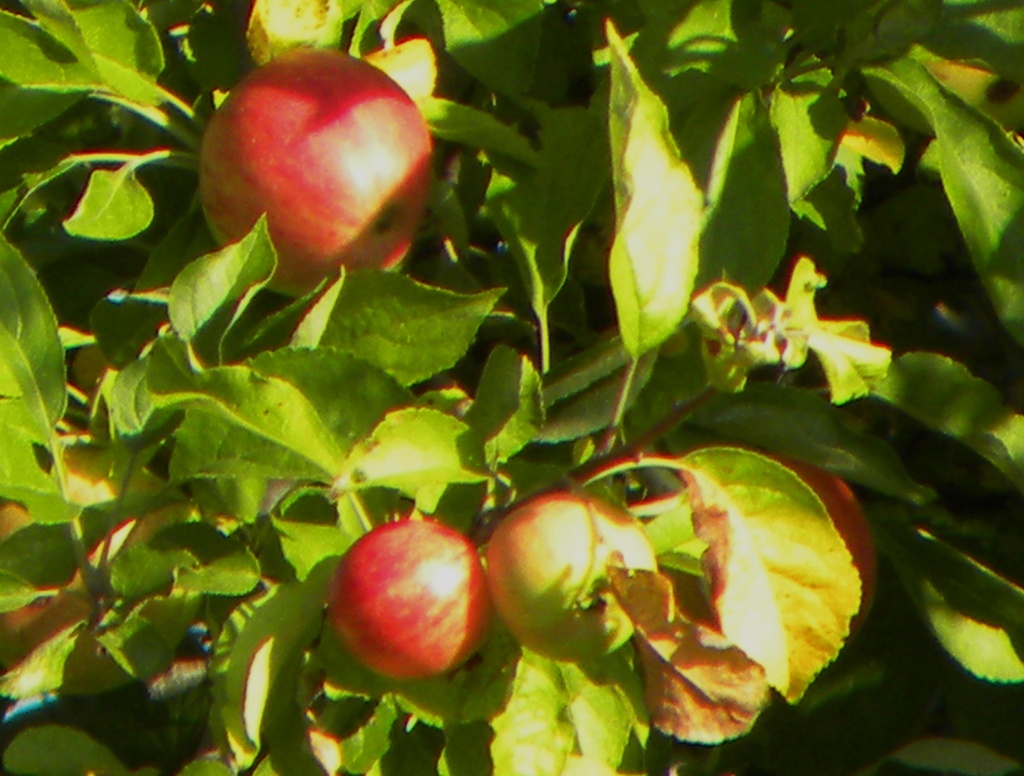 Apples by oldjosh
