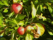 26th Aug 2013 - Apples