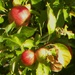 Apples by oldjosh