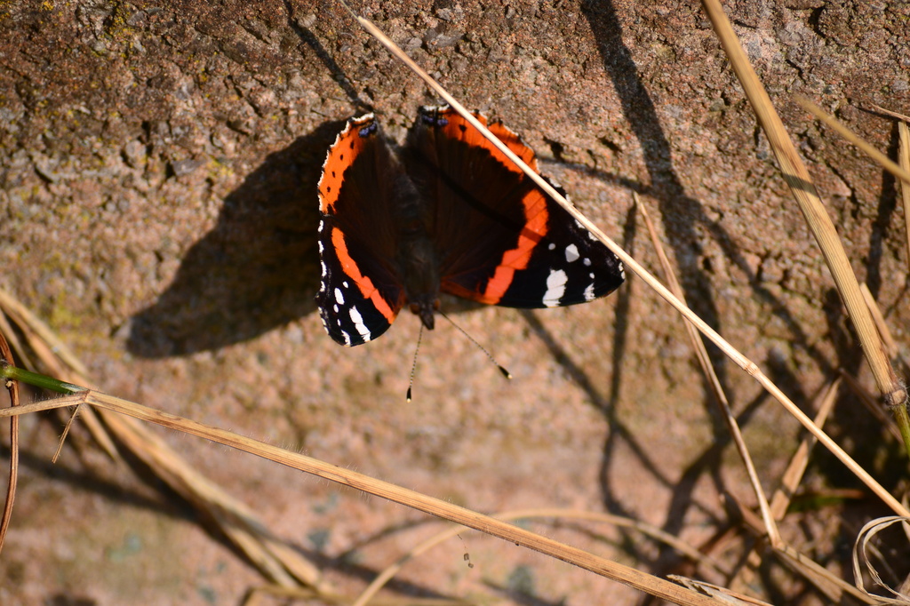 Red Admiral  by ziggy77