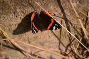 27th Aug 2013 - Red Admiral 