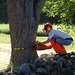 Tree Removal by farmreporter