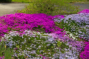 19th Apr 2013 - Field of Flowers