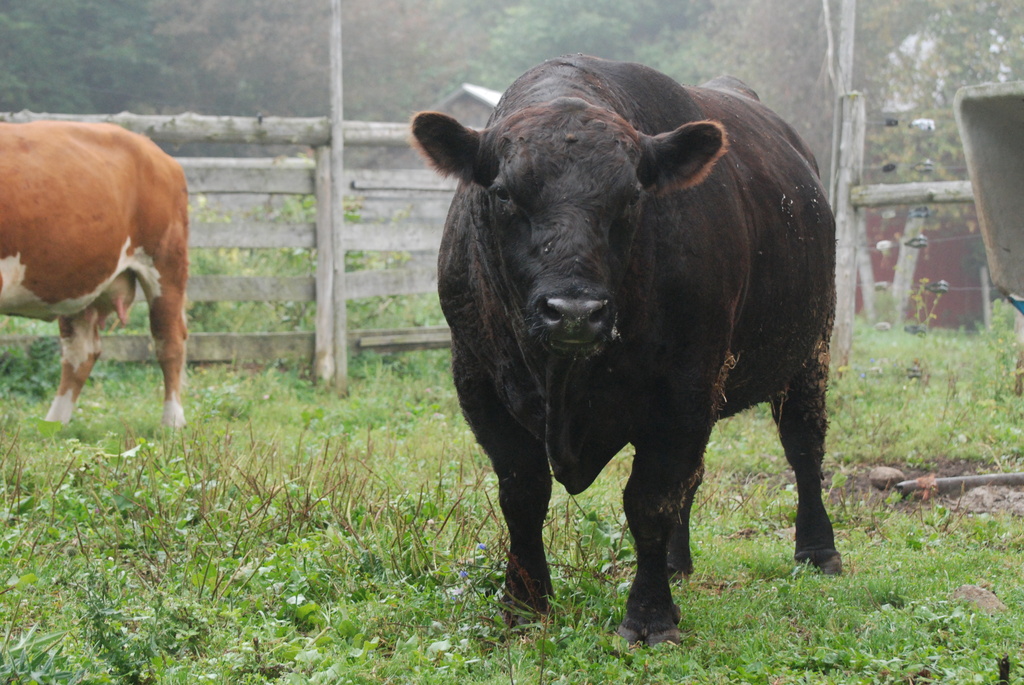 Rent a bull by farmreporter