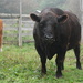 Rent a bull by farmreporter