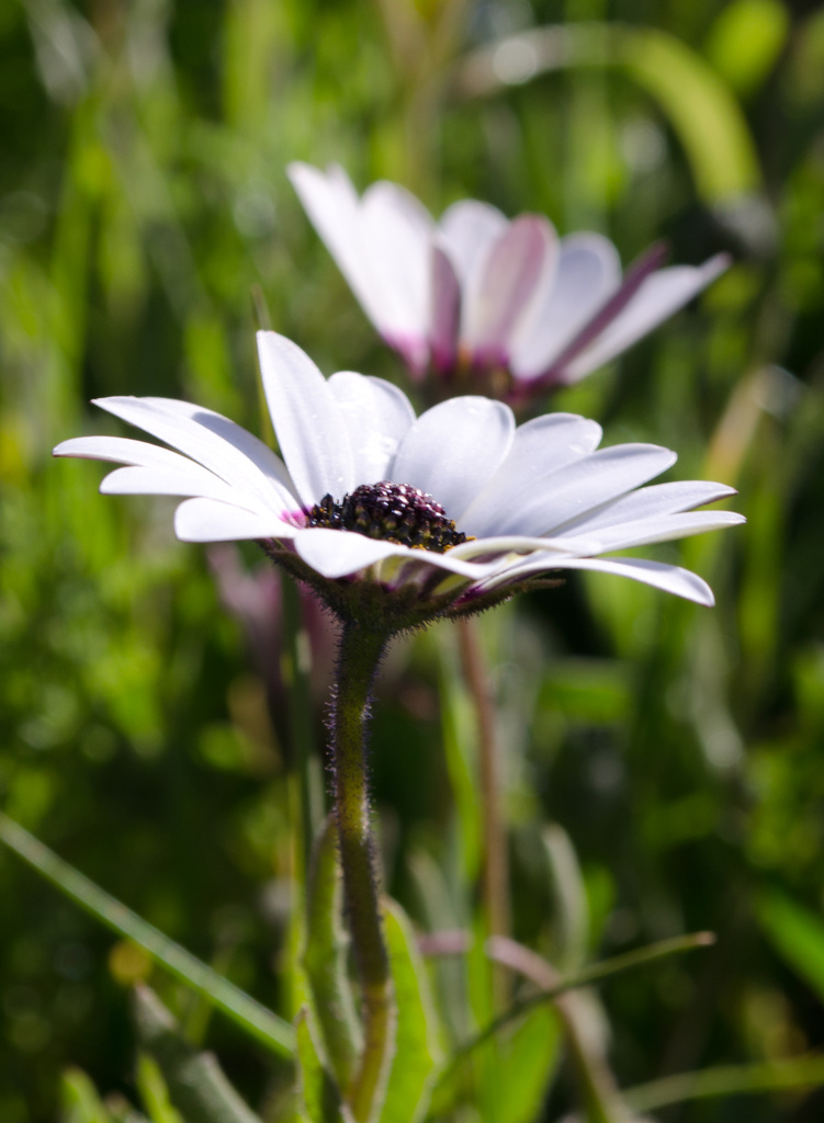 Spring Flowers by salza