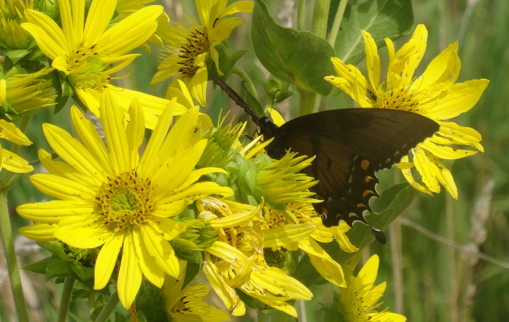 Day 84 Butterfly and Yellow Flowers by rminer