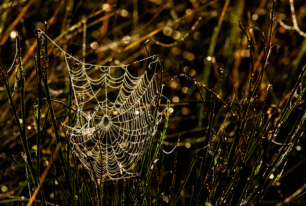 Dew Kissed Spider Web  by jgpittenger