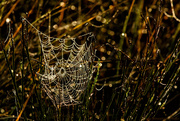 27th Aug 2013 - Dew Kissed Spider Web 