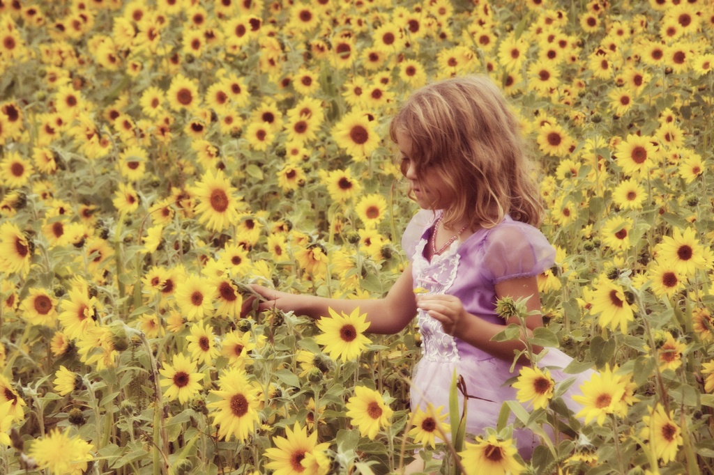 sunflowers  by edie