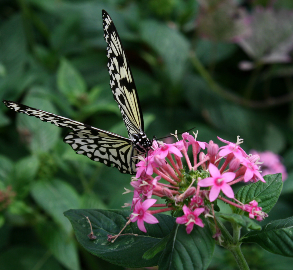 Butterfly on pink flower by mittens