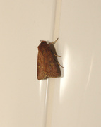 27th Aug 2013 - Moth