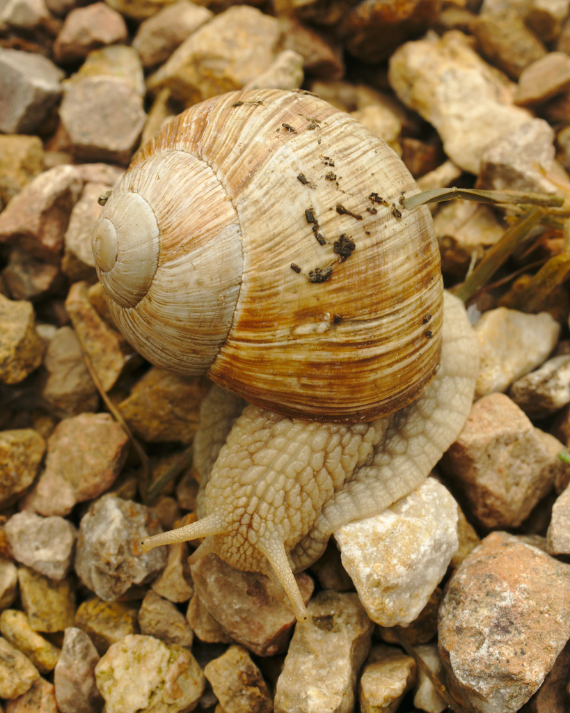 Camo snail by darkhorse