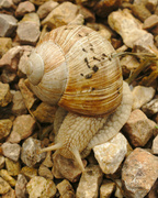 26th Aug 2013 - Camo snail