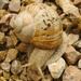 Camo snail by darkhorse