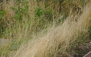 22nd Aug 2013 - Spiky grass