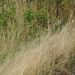 Spiky grass by darkhorse