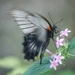 Flutterfly by jesperani