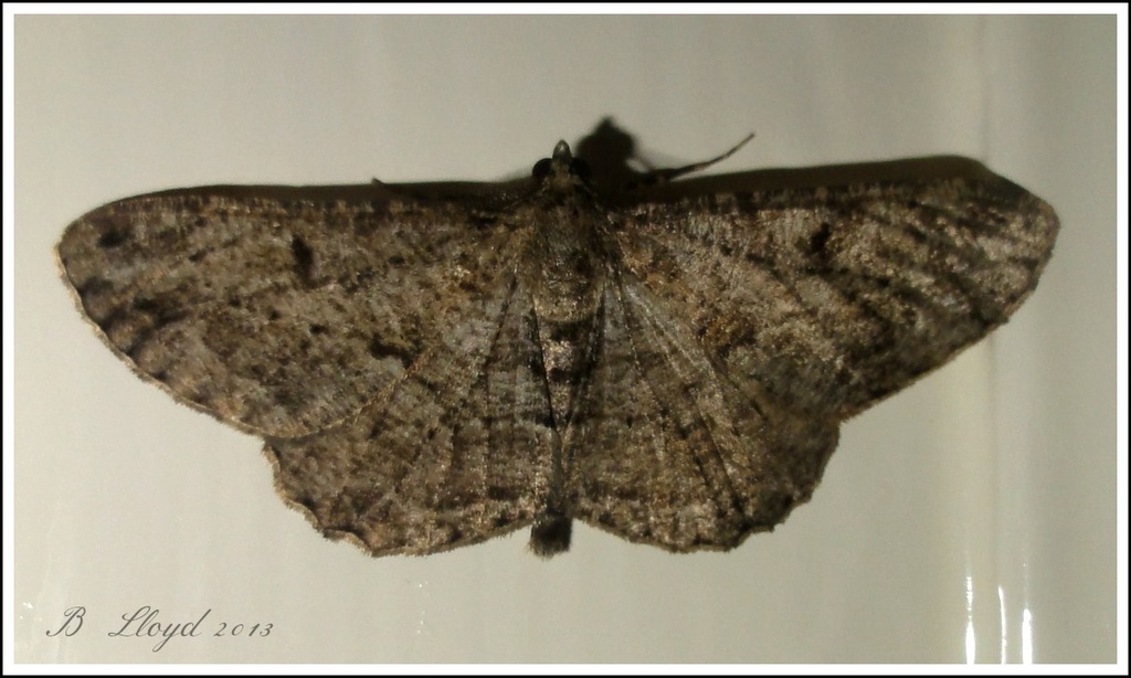 Moth by beryl