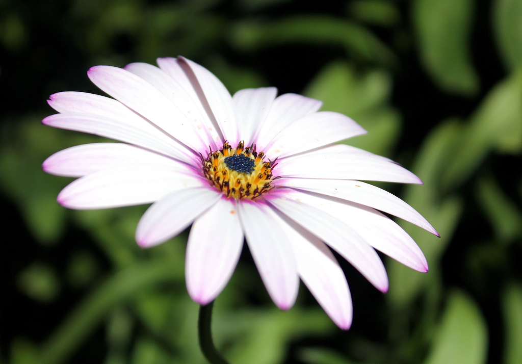 Every 365 needs a Osteospermum by phil_howcroft