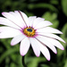 Every 365 needs a Osteospermum by phil_howcroft