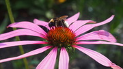 26th Aug 2013 - Flower Bee