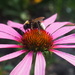 Flower Bee by bizziebeeme