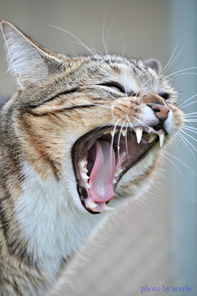 Roar.............meow by teodw