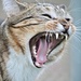 Roar.............meow by teodw