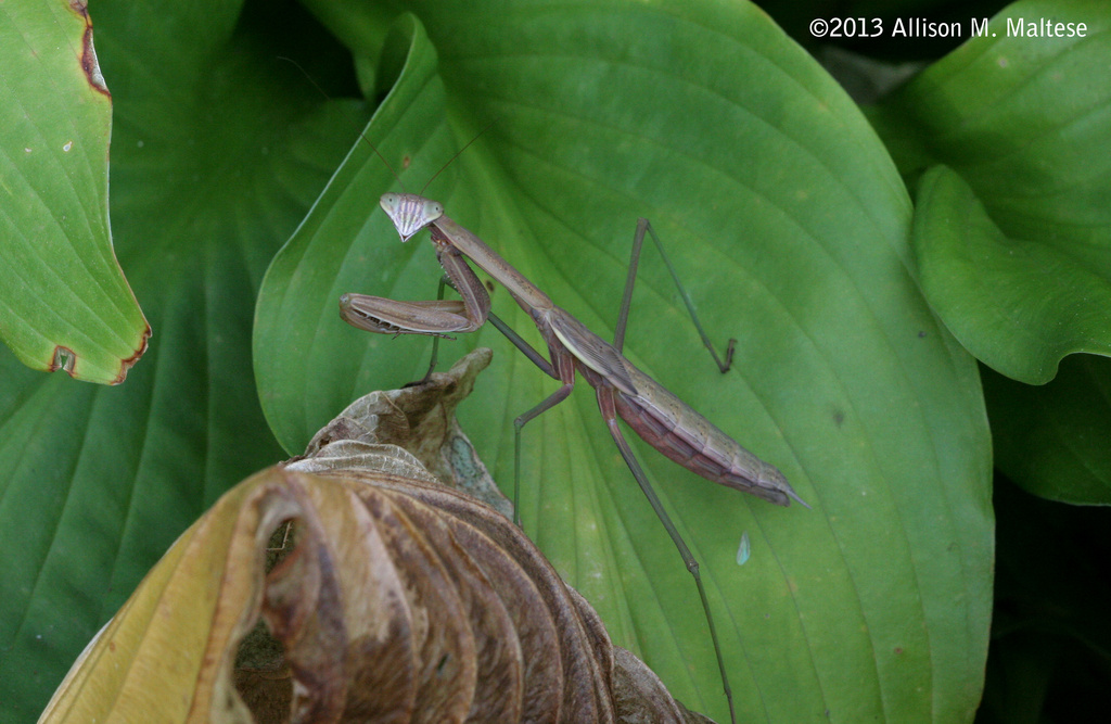 More Mantises by falcon11