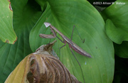 27th Aug 2013 - More Mantises