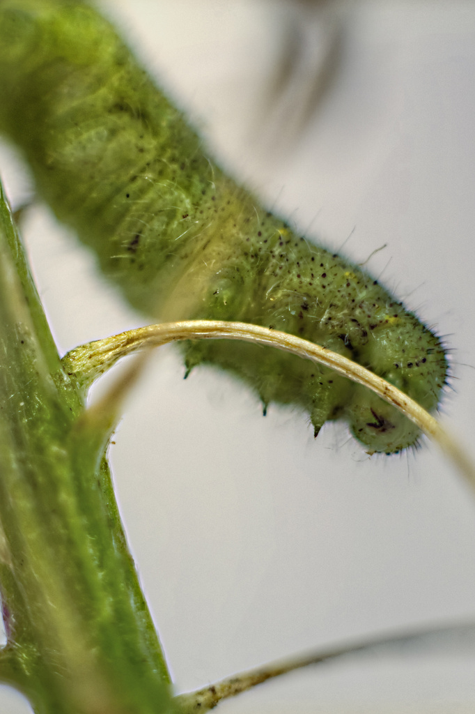 Little Green Caterpillar. by gamelee