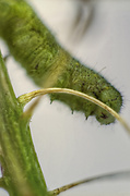 27th Aug 2013 - Little Green Caterpillar.