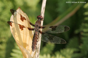 27th Aug 2013 - Dragonfly