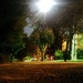 Night at the park by petaqui
