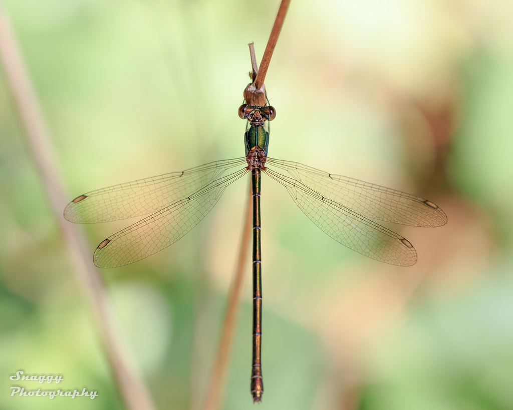 Day 227 - My First Dragonfly by snaggy