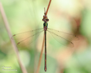 15th Aug 2013 - Day 227 - My First Dragonfly