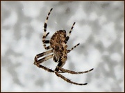 27th Aug 2013 - Harvey and Elaine's Spider