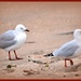 Couple of seagull's.. or a seagull couple..?? by julzmaioro