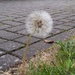 Dandelion Clock  by elainepenney