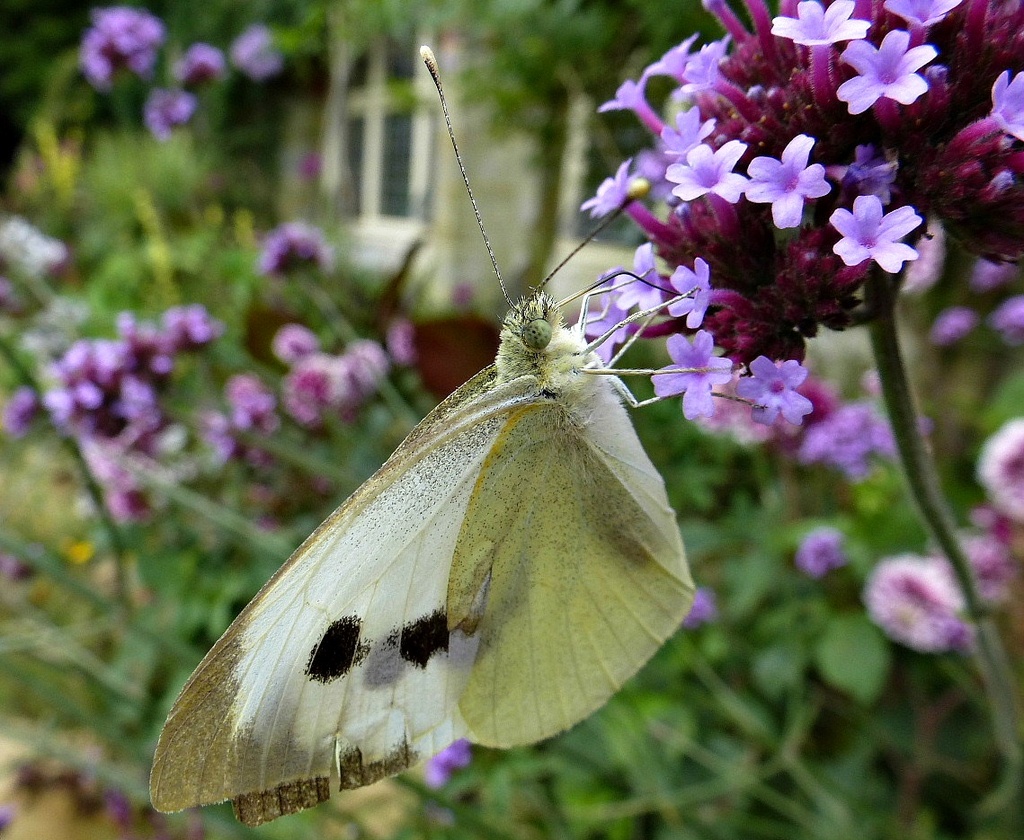 clinging on - butterfly and verbena by quietpurplehaze
