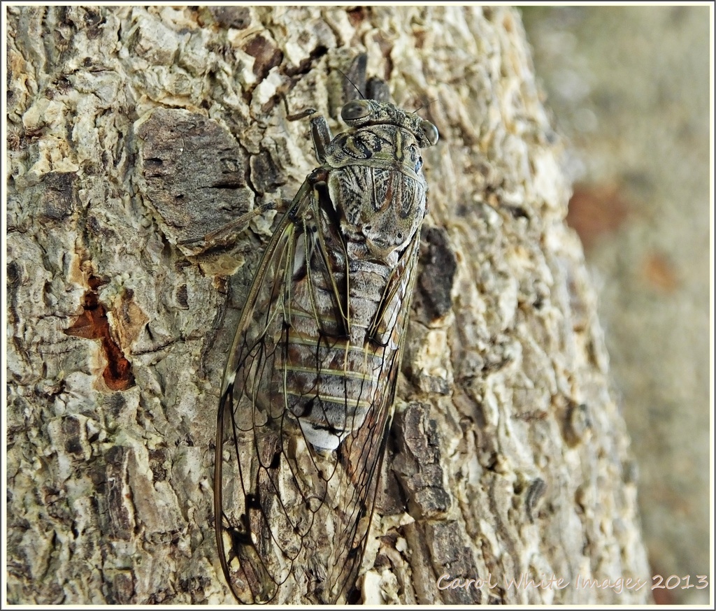 Cicada by carolmw
