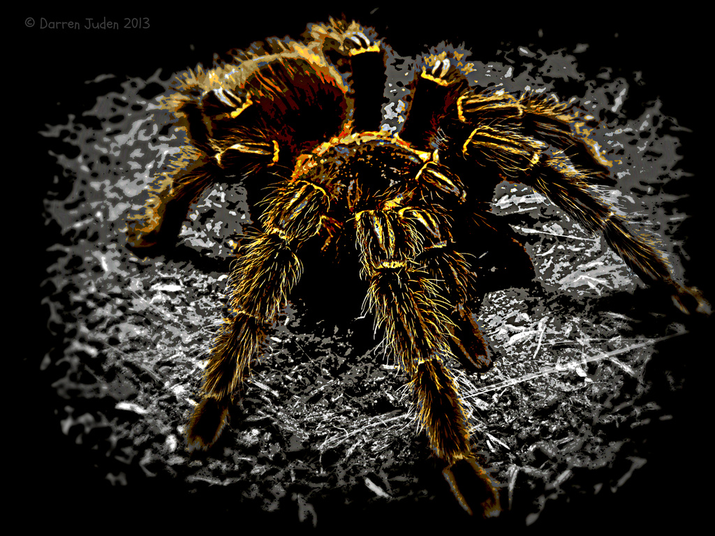Arachnophobia? (Don't View Large) by darrenboyj