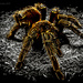 Arachnophobia? (Don't View Large) by darrenboyj