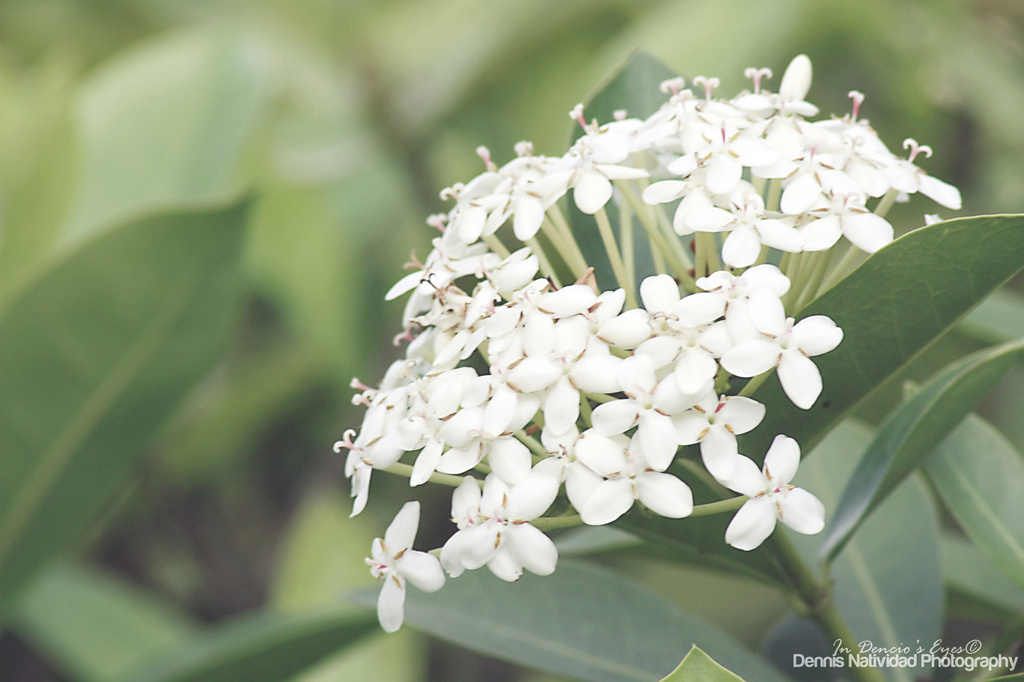 White Flower by iamdencio