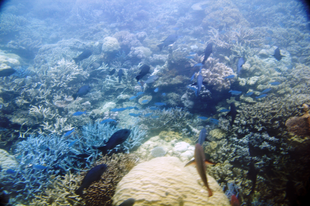 Great Barrier Reef by hjbenson