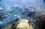 11th Mar 2013 - Great Barrier Reef