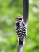 11th Aug 2013 - Woodpecker