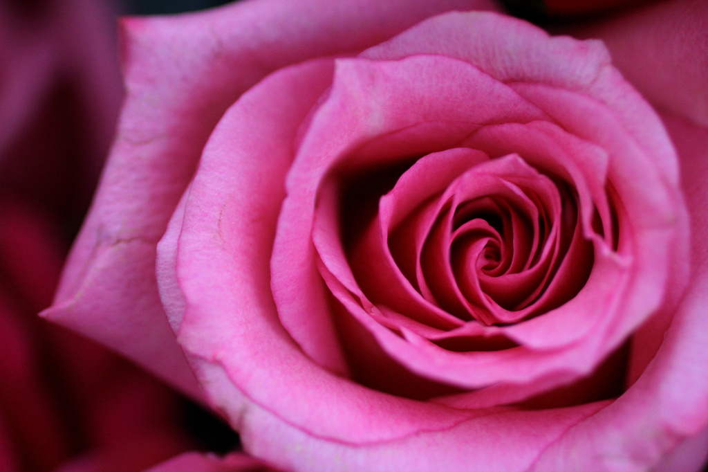 Pink Rose by whiteswan